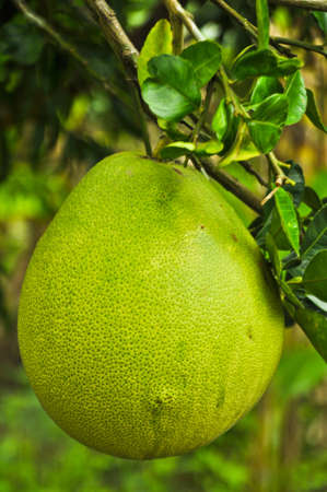 Pomelo fruit in the tree 