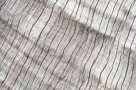 The skin of dead treesの写真素材