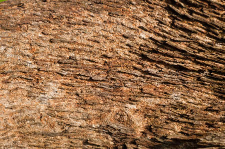 Landscape tree barkの写真素材