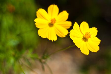 Yellow flowers closeupの写真素材