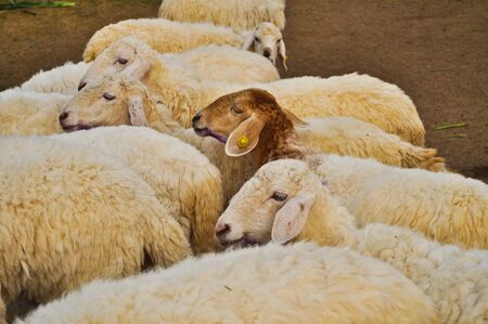Sheep and more Sheep