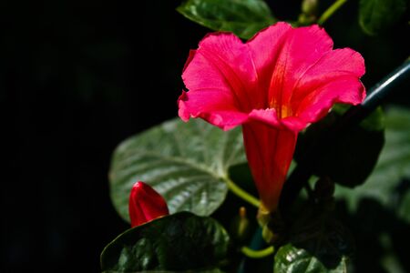Red flower の写真素材