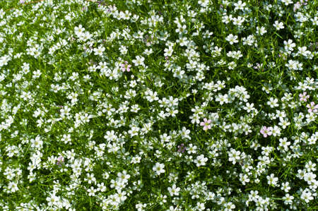 Many small white flowers の写真素材