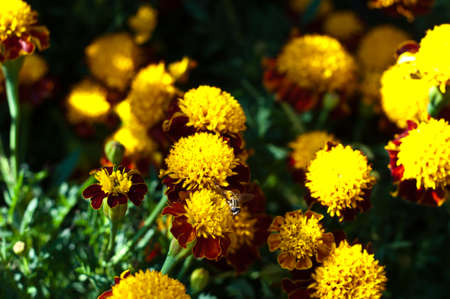 Bug and yellow flowers