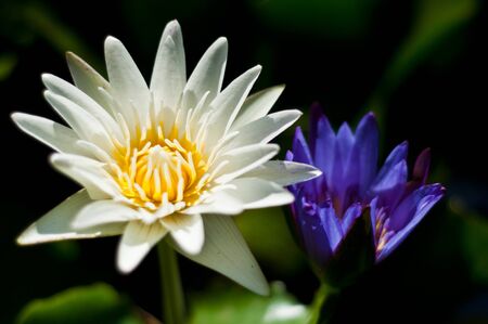 White lotus blossomの写真素材