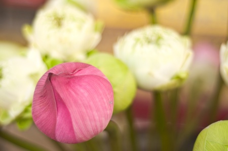 Pink lotus budの写真素材