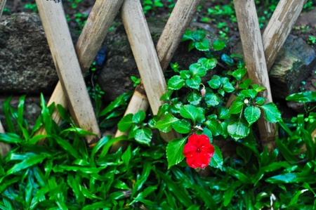 Drop of water on the red flowers on the lawn. And a bamboo fenceの写真素材