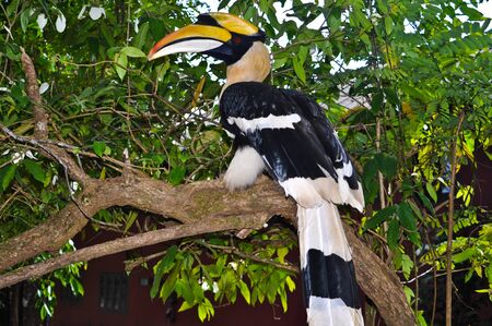 Hornbills on branch of treeの写真素材