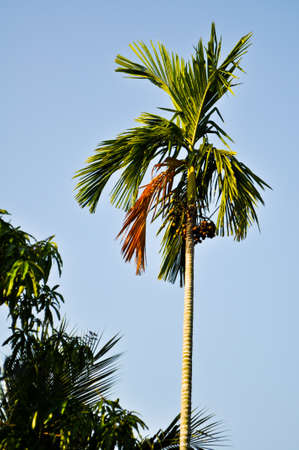 Betel palmの写真素材