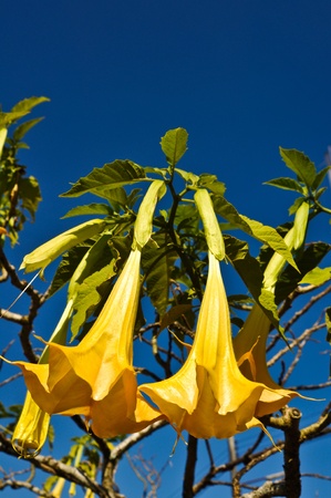 Datura flower の写真素材