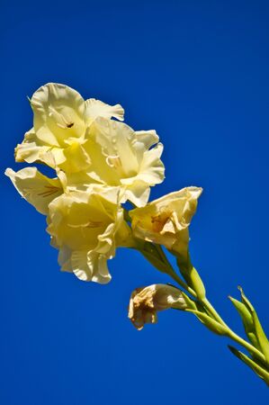 Yellow flower in the blue skyの写真素材
