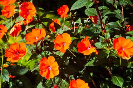 Orange flower in the morningの写真素材