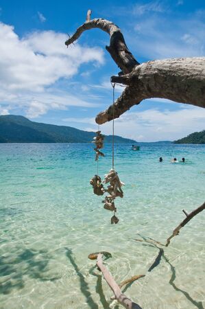 Tree trunk and coral on the andaman sea ,Thailandの写真素材