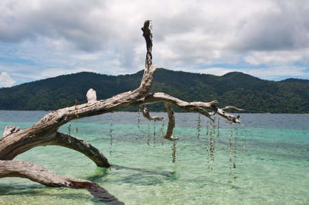Branch of tree trunk in the sea of Thailandの写真素材