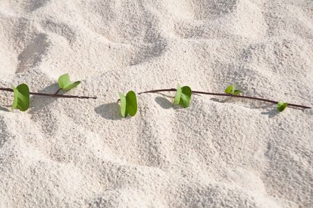 Ivy on the sand beach in Thailandの写真素材