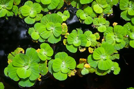 Group of Water Lettuce の写真素材