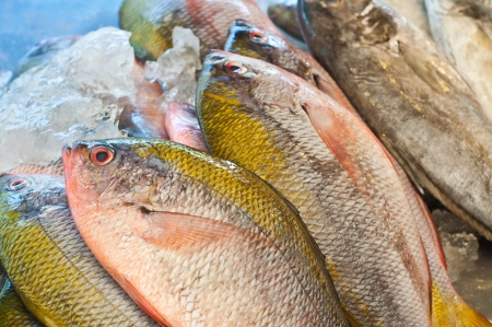 Fresh sea fishes on iceの写真素材