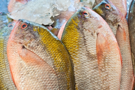 Fresh sea fishes in market