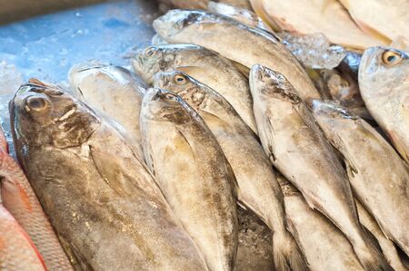 Fresh fish seafood in market