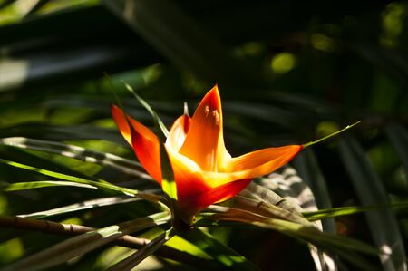 Orange flowerの写真素材