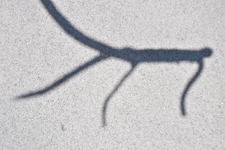 Sand beach and stick tree shadowの写真素材