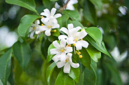 White flowerの写真素材