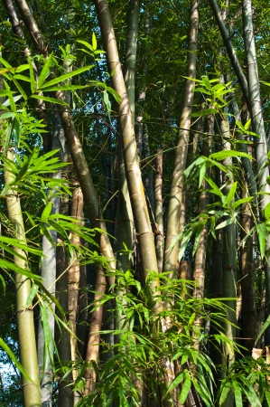 Bamboo treeの写真素材