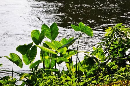 Caladium near the river