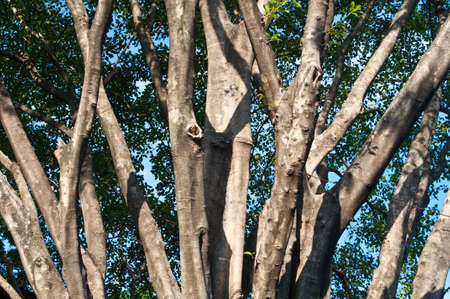 Big tree branches