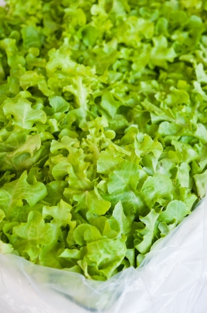 Vegetables is not  toxicの写真素材