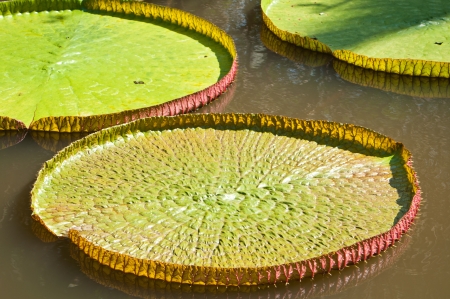 Amazon water lilyの写真素材