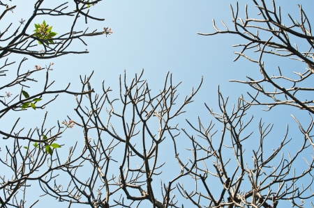 Tree branch against blue skyの写真素材