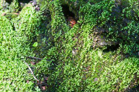 Moss in the natural parkの写真素材