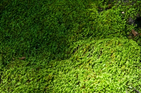 Moss の写真素材