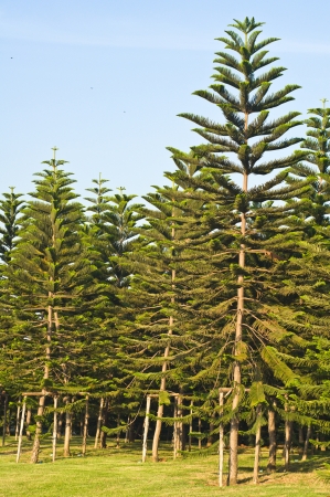 Pine gardenの写真素材