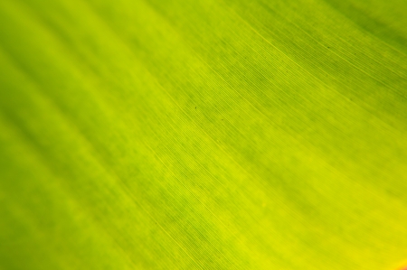 Abstract of banana leaf background の写真素材