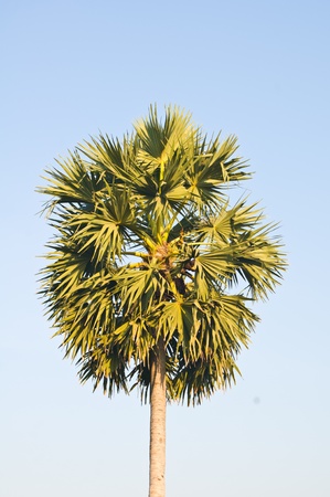 Sugar palm trees の写真素材