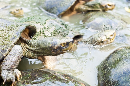 Turtle