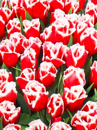 Colorful Tulips flowerの写真素材