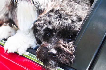 Dog in car 
