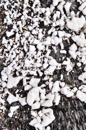 White fungus 