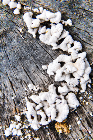 White fungus timberの写真素材