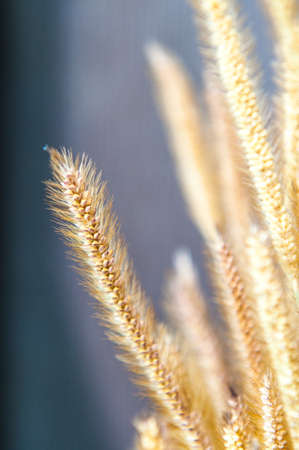 Dry grass closeup