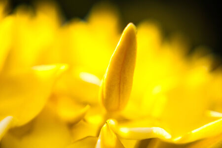 Yellow lxora flowers close upの写真素材