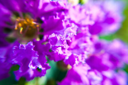 Close up of Lagerstroemia speciosa flower in Thailandの写真素材