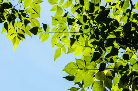 Small leaves in the blue skyの写真素材