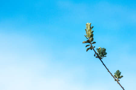 Green leaves against blue sky