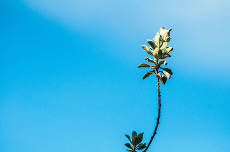 Green leaf and blue backgroundの写真素材