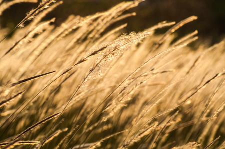 Feather grass in wind at sunset