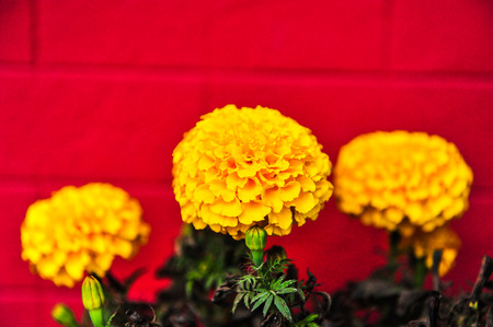 Marigold yellow and red brick wall backgroundの写真素材